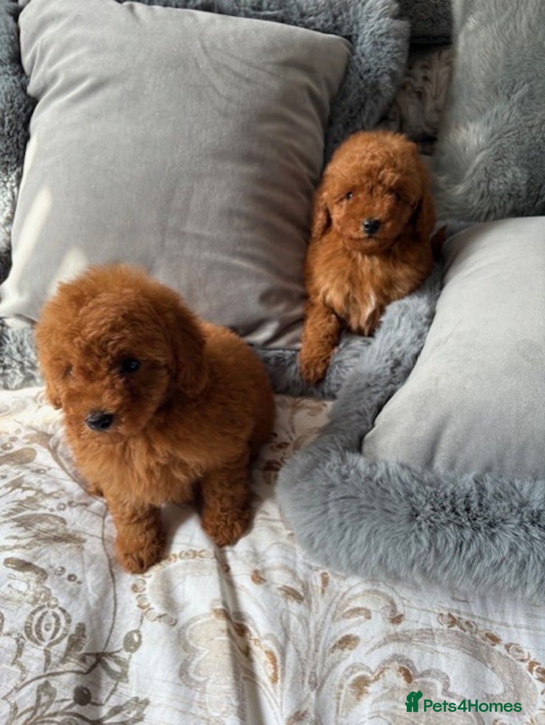 Toy Poodle dogs for sale: Deep Red Toy Poodles - Image 1