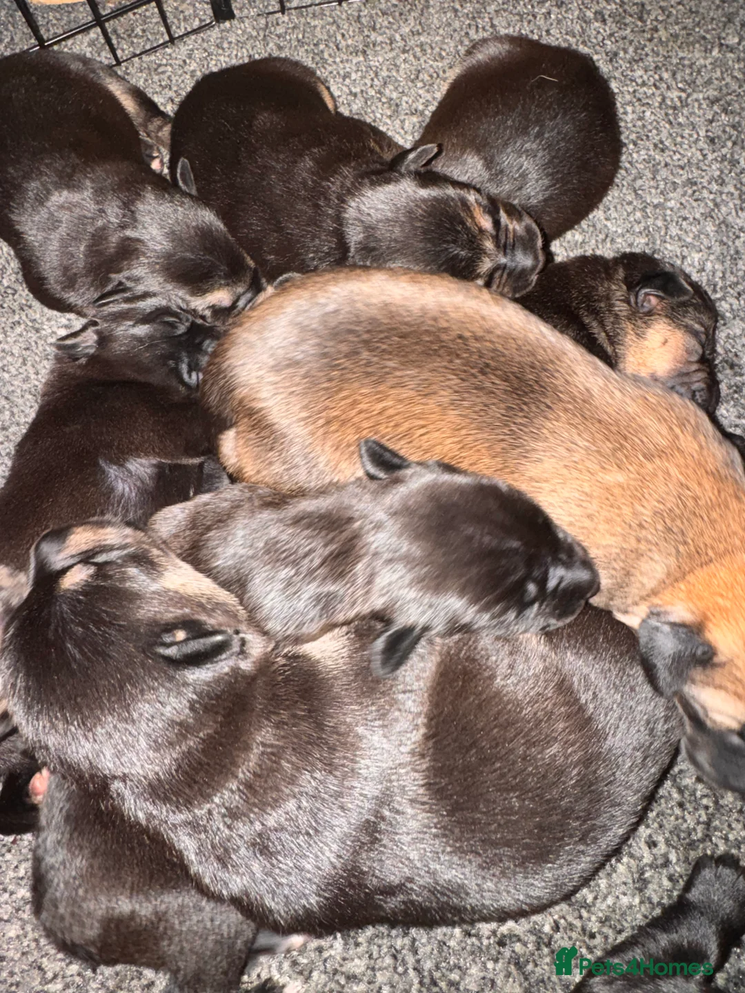 Mixed Breed dogs for sale: Staffy x belgian malinois  - Advert 17