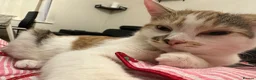 Mixed Breed cats for sale: Cute kitten needs new home in Uxbridge - Advert 4