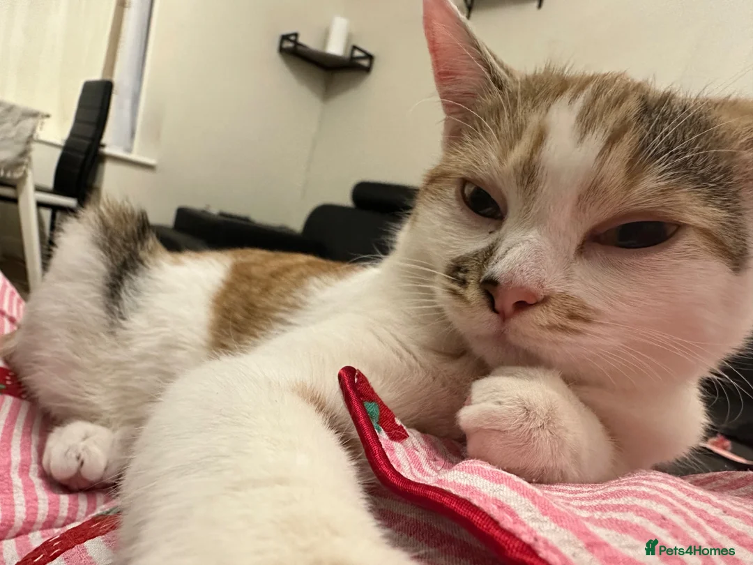 Mixed Breed cats for sale: Cute kitten needs new home in Uxbridge - Advert 4