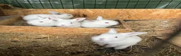 Californian rabbits for sale: Californian New Zealand baby rabbits small holding in Northampton - Advert 4