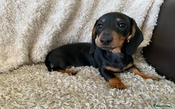 Dachshund dogs for sale: Miniature dachshund’s puppies  - Image 2
