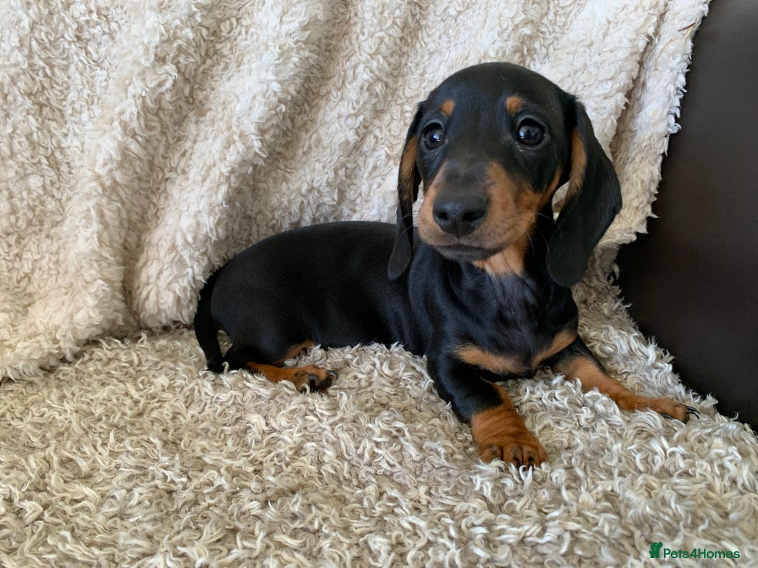 Dachshund dogs for sale: Miniature dachshund’s puppies  - Image 2