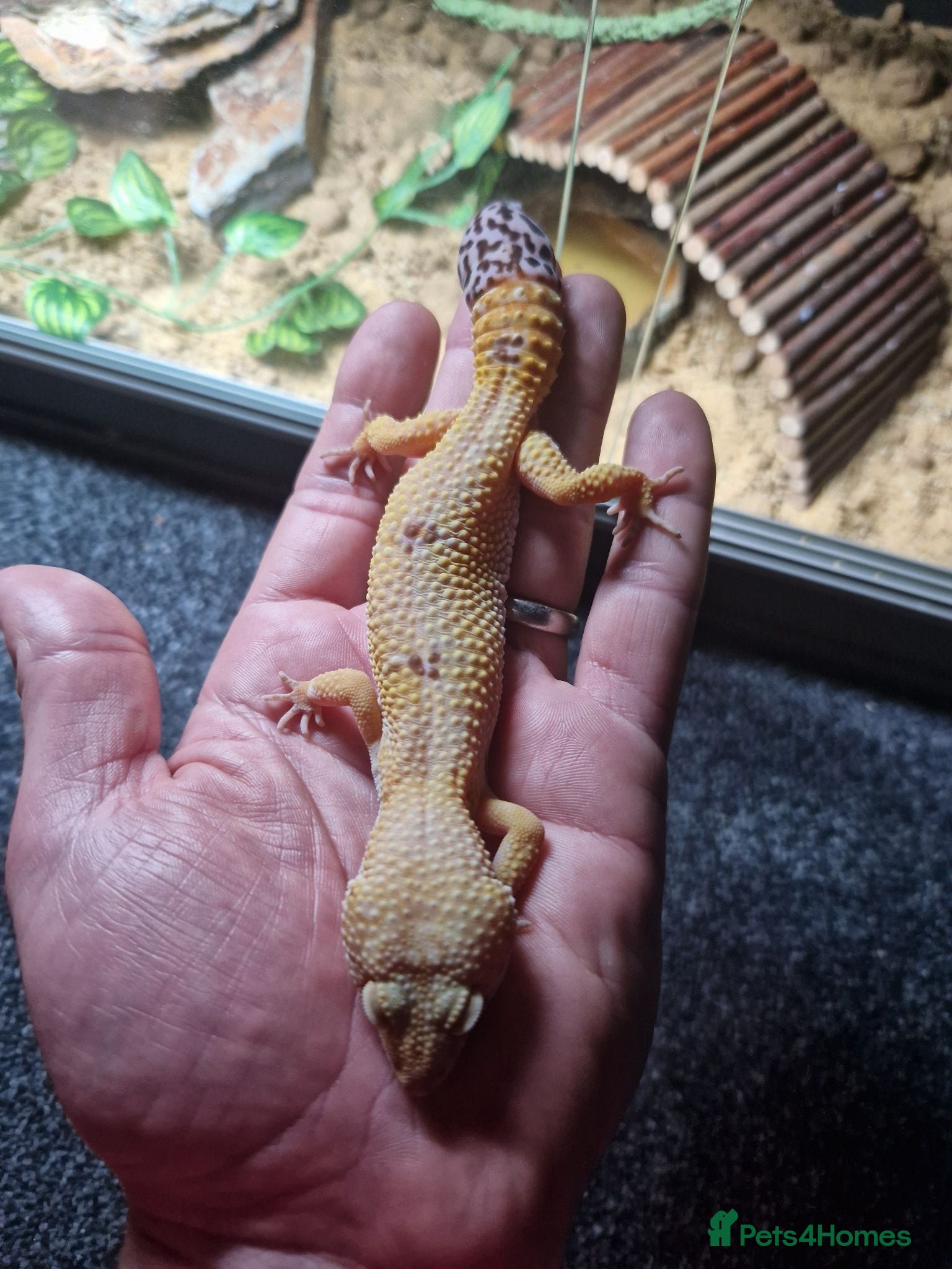 Leopard Gecko reptiles Albino Leopard Gecko - Advert 2