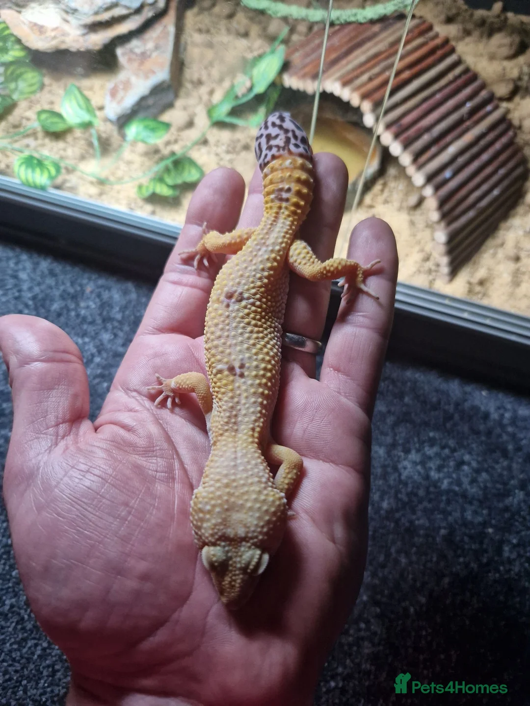 Leopard Gecko reptiles for sale: Albino Leopard Gecko in Glasgow - Advert 2