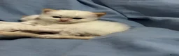 Ragdoll cats for sale: 2 Flame point ragdoll boys  in Dagenham - Advert 3