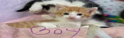 Maine Coon cats for sale: Maine coon mix kittens - Advert 5