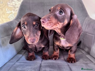 Dachshund dogs KC Registered,PRA Clear!Dachshund Miniature - Advert 4
