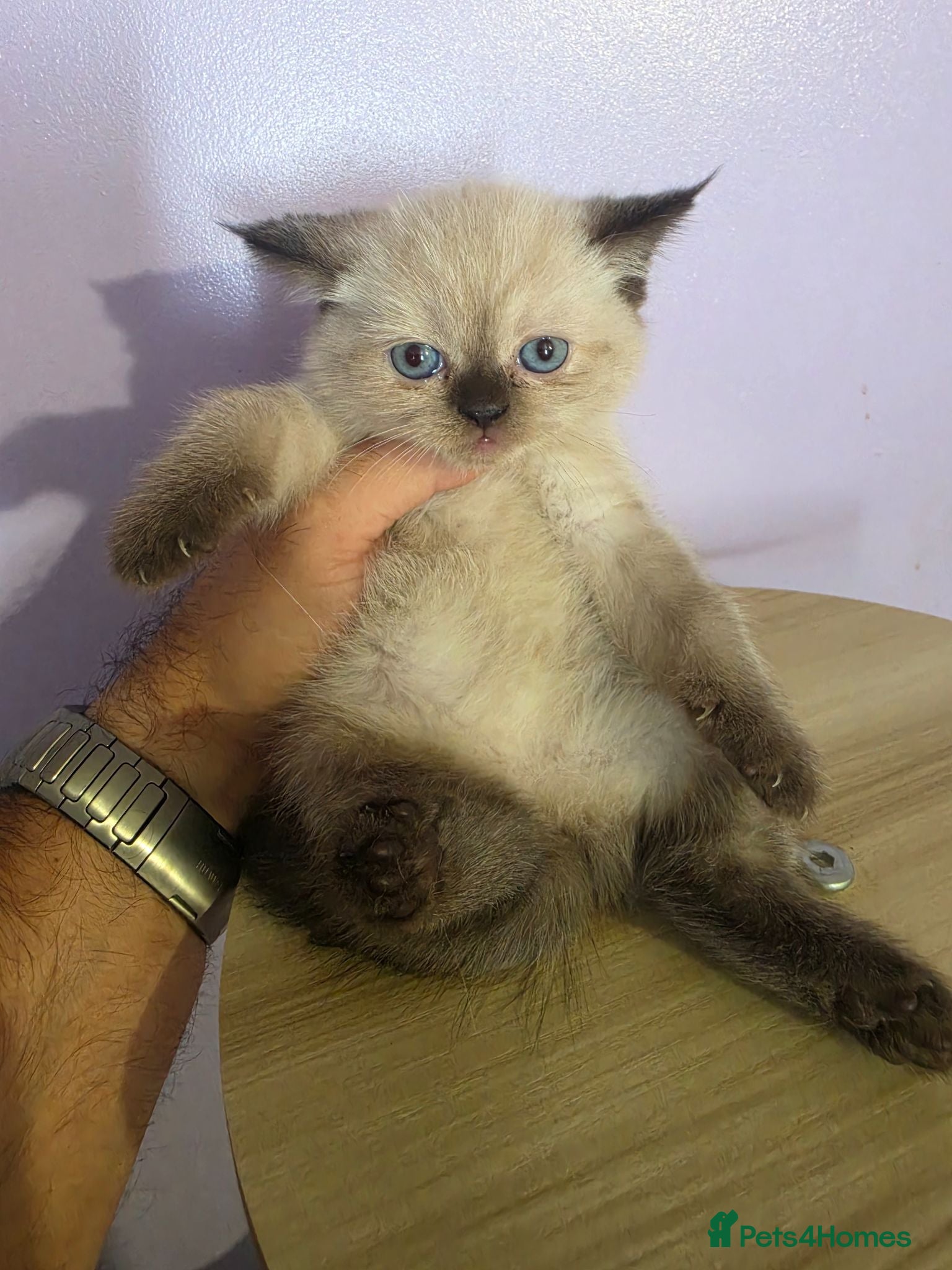 Scottish Fold cats Beautiful Scottish fold kittens with blue eyes  - Advert 2
