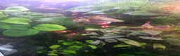 Other/Mixed Breed fish for sale: 80L Aquarium, Fish, Plants & Equipment in London - Advert 9