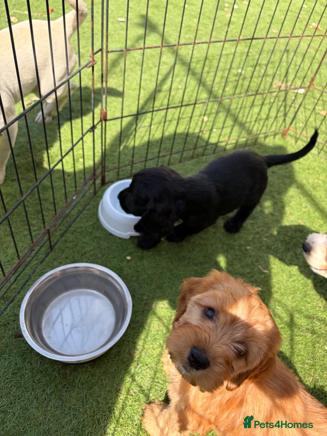 Cockapoo dogs for sale: 12 stunning cockapoo puppies ready now - Advert 2