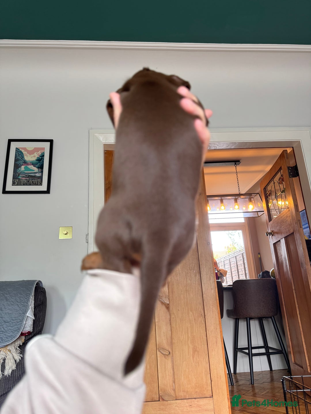 Miniature Dachshund dogs for sale: ‼️ READY NOW‼️ Miniature smooth hair dachshund - Image 12