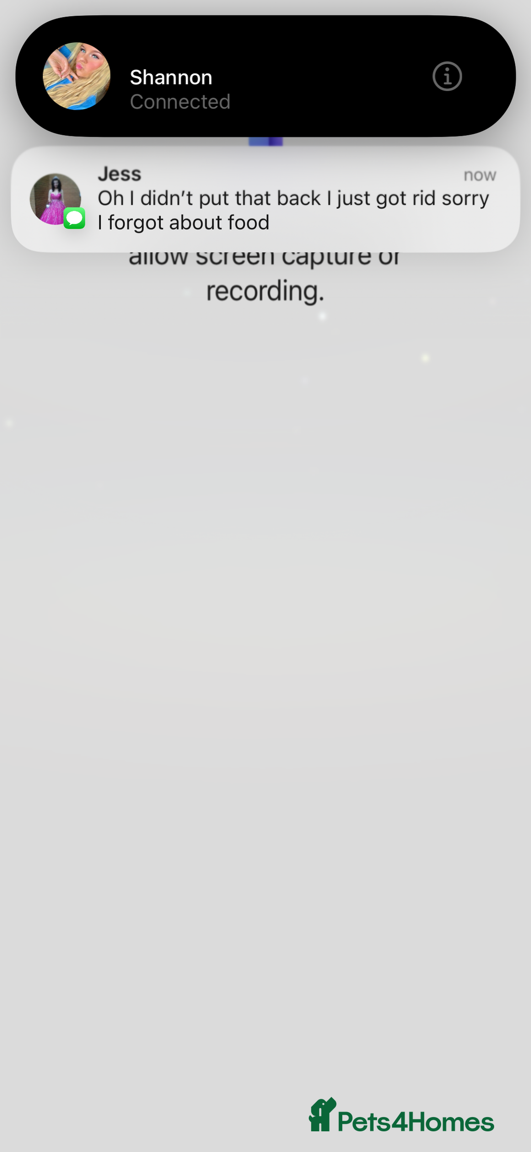 Ragdoll cats for sale: Beautiful White Female Kitten  - Advert 3