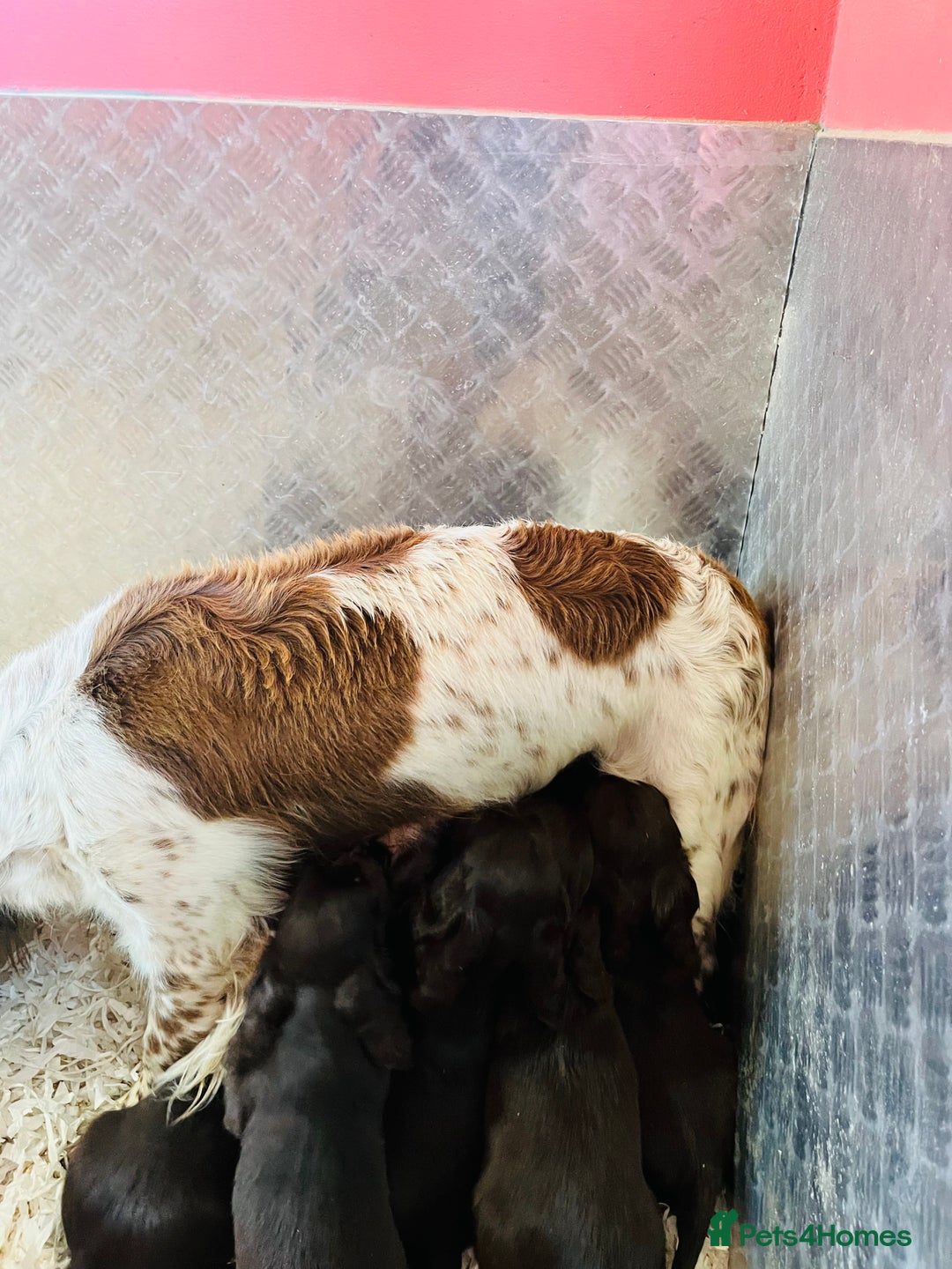 Sprocker dogs for sale: HEALTH TESTED cocker/springer spaniel puppies   - Image 20