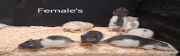 Rat rodents for sale: Baby Dumbo Rat's  - Advert 11