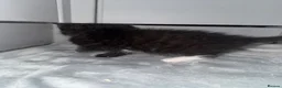 Domestic Shorthair cats for sale: 6 beautiful kittens  - Advert 8