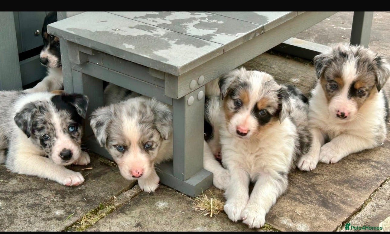 Border Collie dogs Gorgeous Collie Pups Mum ISDS Registered - Advert 1
