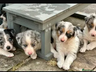 Border Collie dogs Gorgeous Collie Pups Mum ISDS Registered - Advert 1