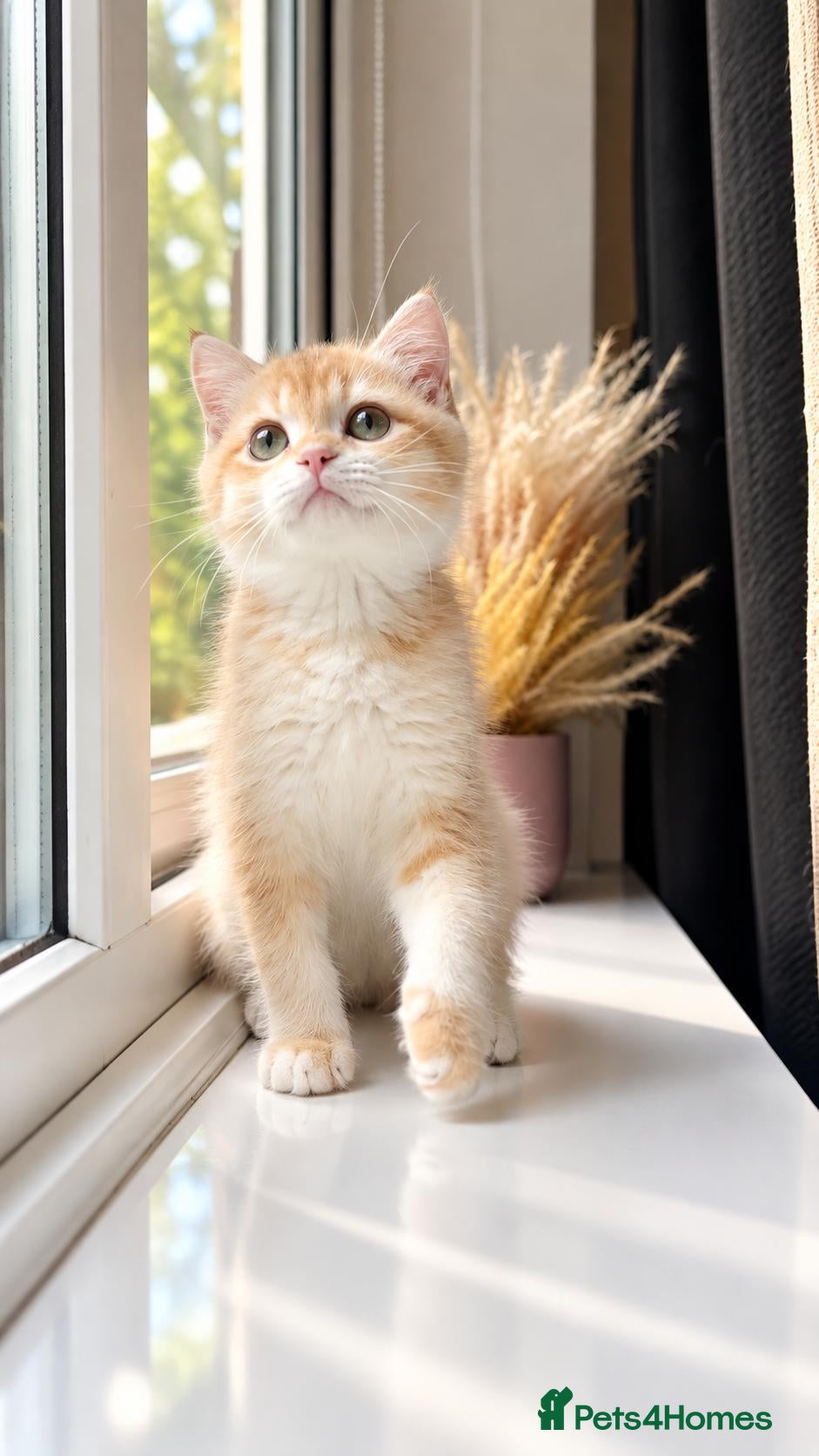 British Shorthair cats GCCF Lilac & Chocolate Golden Kittens | Ready Now - Advert 1