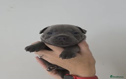 Staffordshire Bull Terrier dogs for sale: 4 Chunky blue pups - Image 10