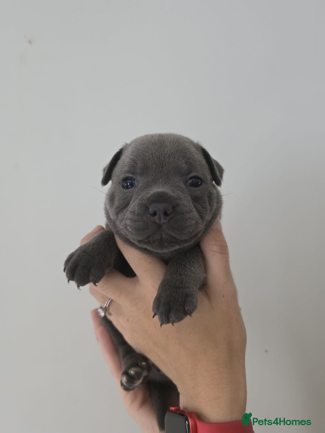 Staffordshire Bull Terrier dogs for sale: 4 Chunky blue pups - Image 10