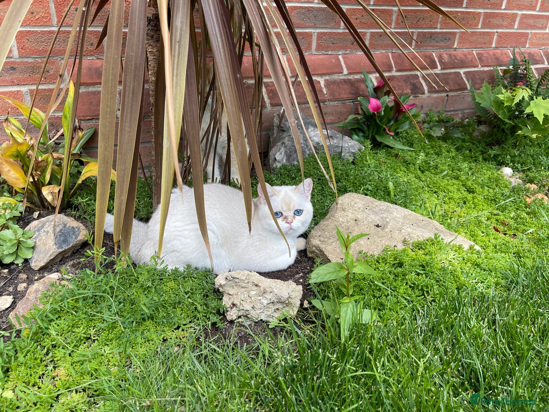 Scottish Fold cats for sale: NY11 LUXURY GOLDEN SCOTTISH FOLD ACTIVE MALE  - Image 8
