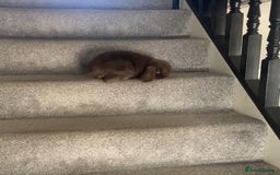 Mini Lop rabbits for sale: Mini lop for sale - Image 4