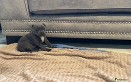 Staffordshire Bull Terrier dogs for sale: Blue Staffordshire Bull Terriers Staffy staffie - Image 2
