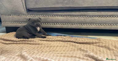 Staffordshire Bull Terrier dogs - Advert 5