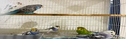 Budgerigars birds for sale: Budgies for sale  - Advert 9
