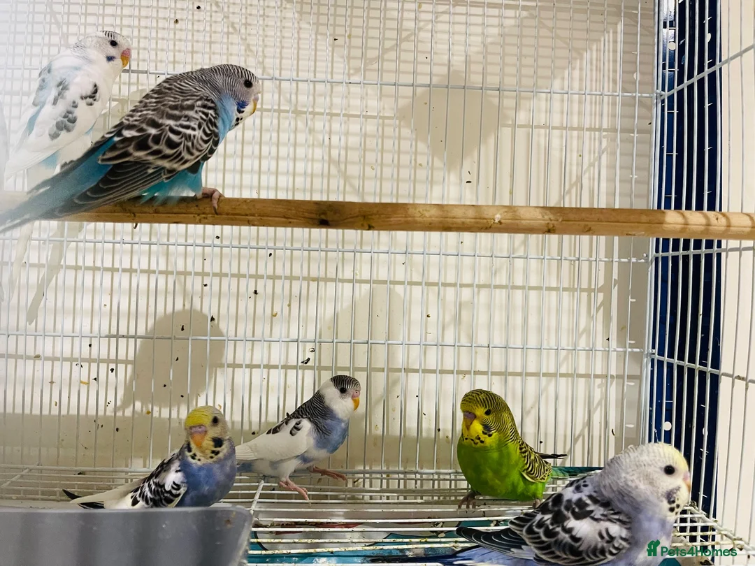 Budgerigars birds for sale: Budgies for sale  - Advert 9