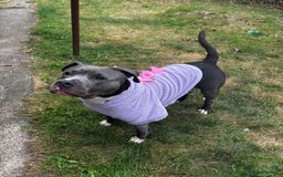 Staffordshire Bull Terrier dogs for sale: Pappy needds a new owner - Image 2