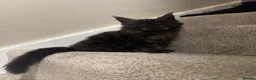 Maine Coon cats for sale: Maine coon kittens TICA  - Advert 12