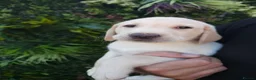 Labrador Retriever dogs for sale: 🐾 Labrador Puppies for Sale 🐾 in Folkestone - Advert 14