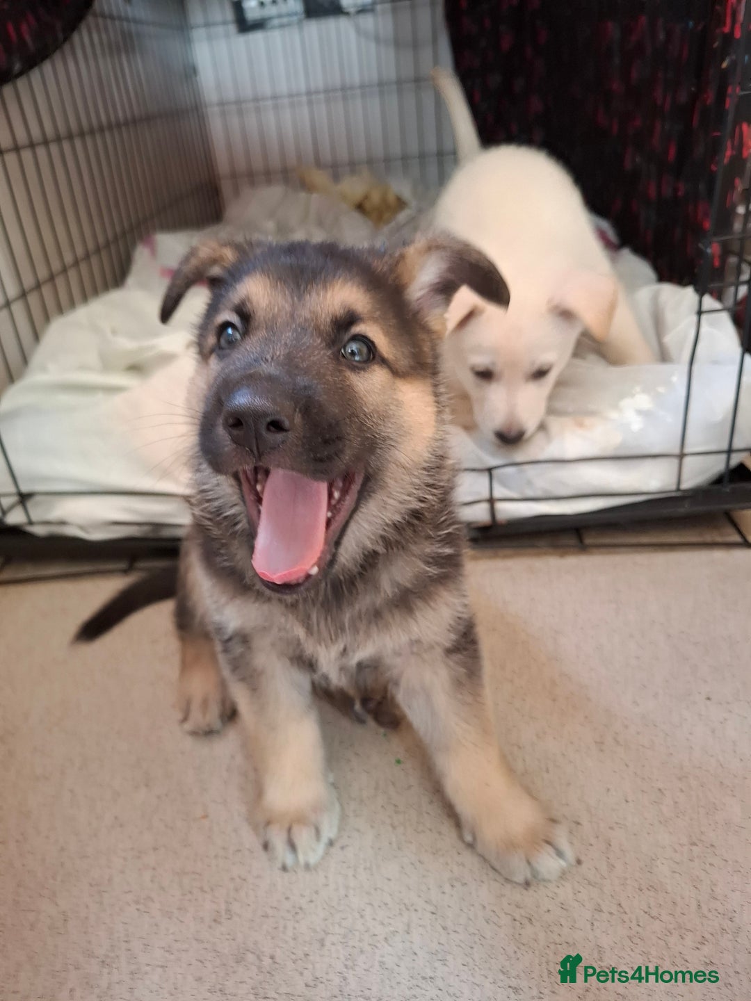 German Shepherd dogs for sale: Stunning litter of German shepherd puppies   - Image 2