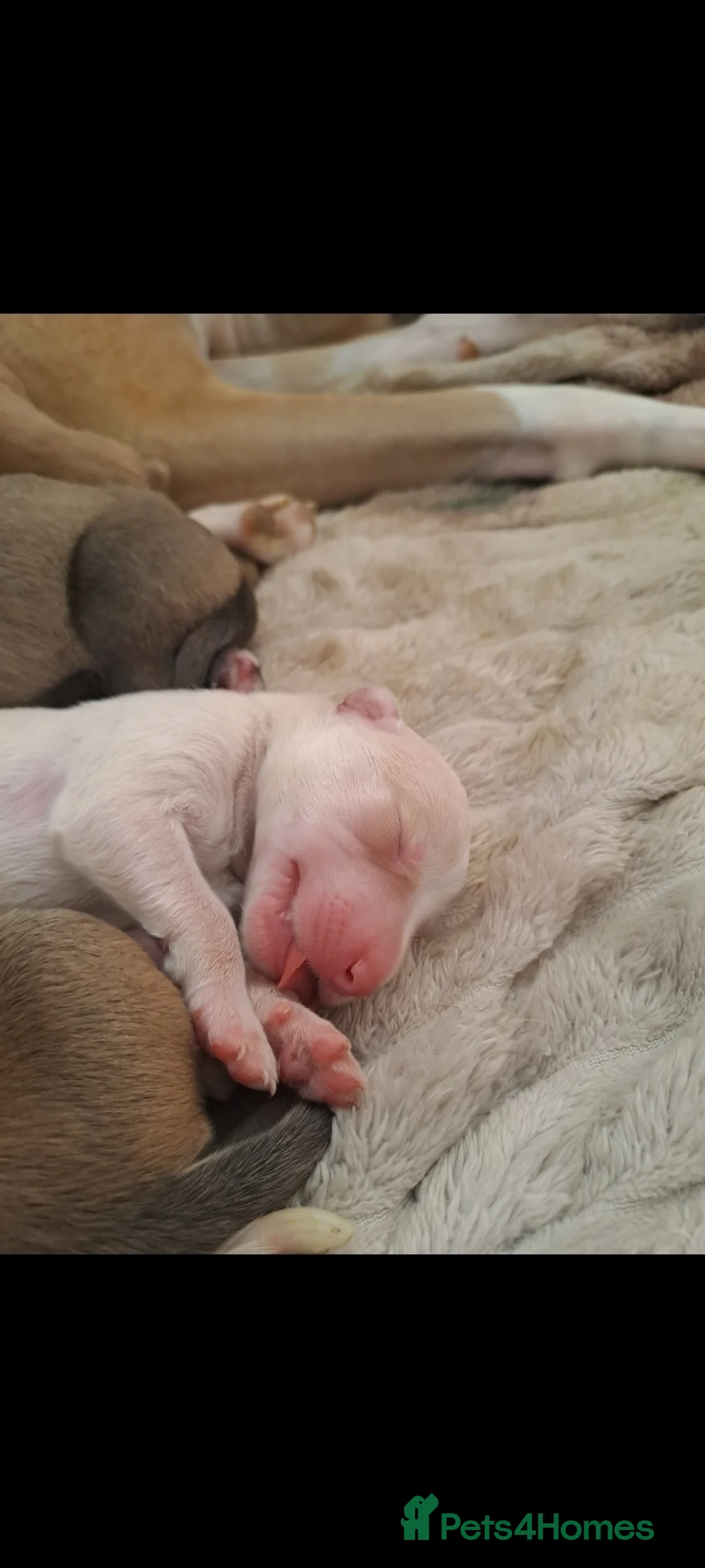 Mixed Breed dogs for sale: Bull lurchers for sale in Hebburn - Advert 2