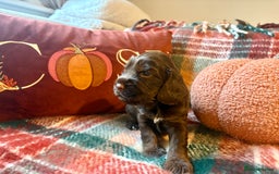 Cocker Spaniel dogs for sale: Beautiful Show Type Cocker Spaniel Puppies - Image 5