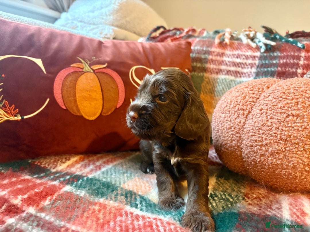 Cocker Spaniel dogs for sale: Beautiful Show Type Cocker Spaniel Puppies - Image 5