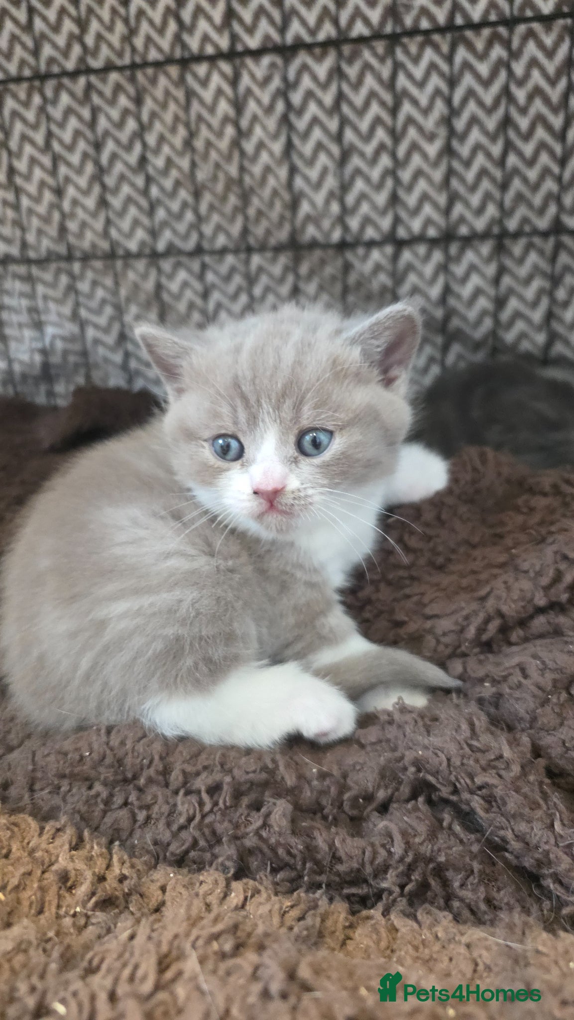 British Shorthair cats Beautiful British Shorthair Girls - Advert 20