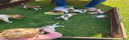 Jack Russell dogs for sale: Jack Russell 4 Sale - Advert 2