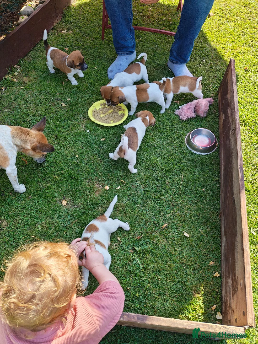 Jack Russell dogs for sale: Jack Russell 4 Sale - Advert 2