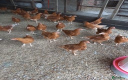 Mixed Breed poultry for sale: Fabulous feathery friends and point of lay pullets - Image 6