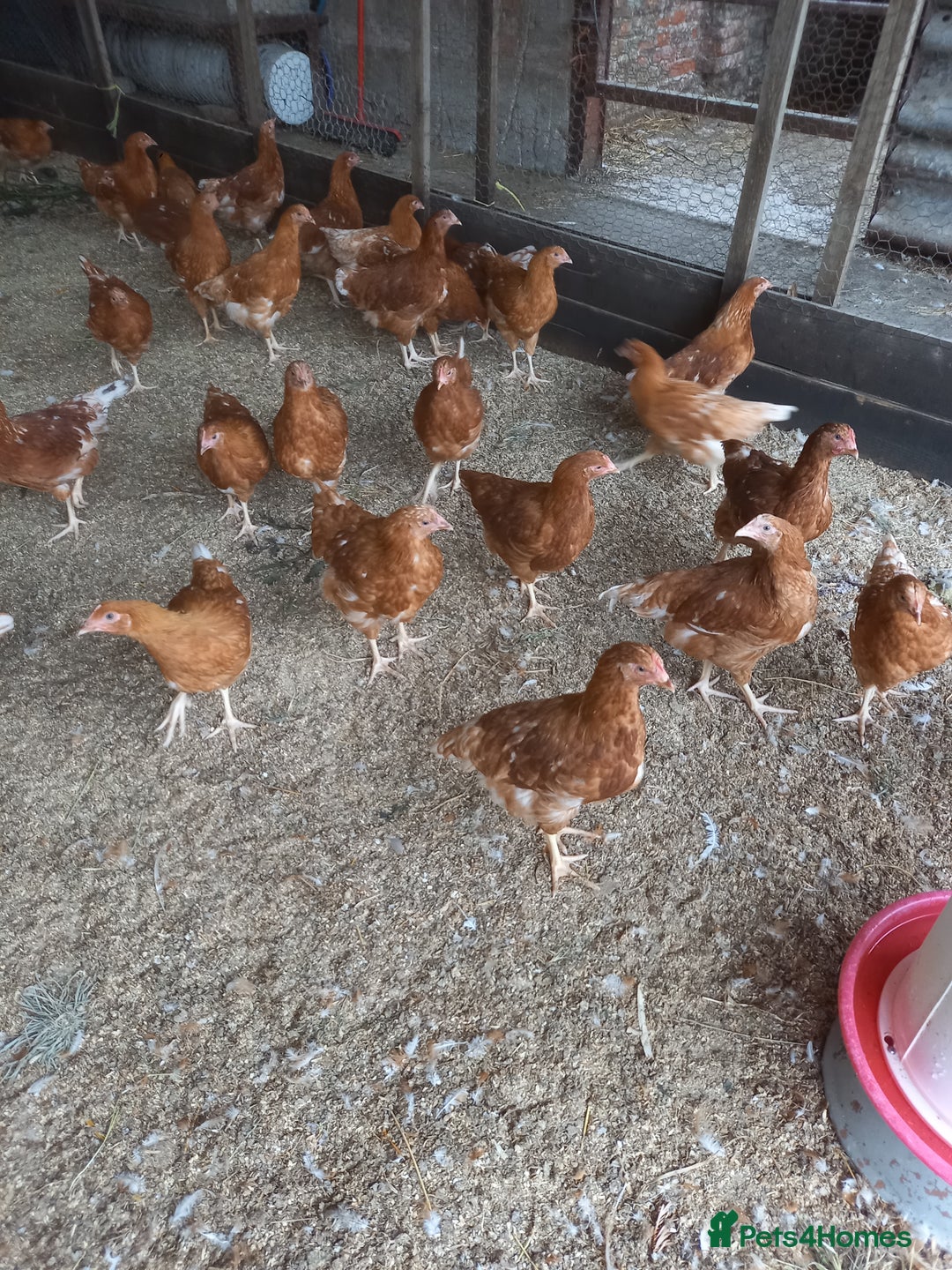 Mixed Breed poultry for sale: Fabulous feathery friends and point of lay pullets - Image 6