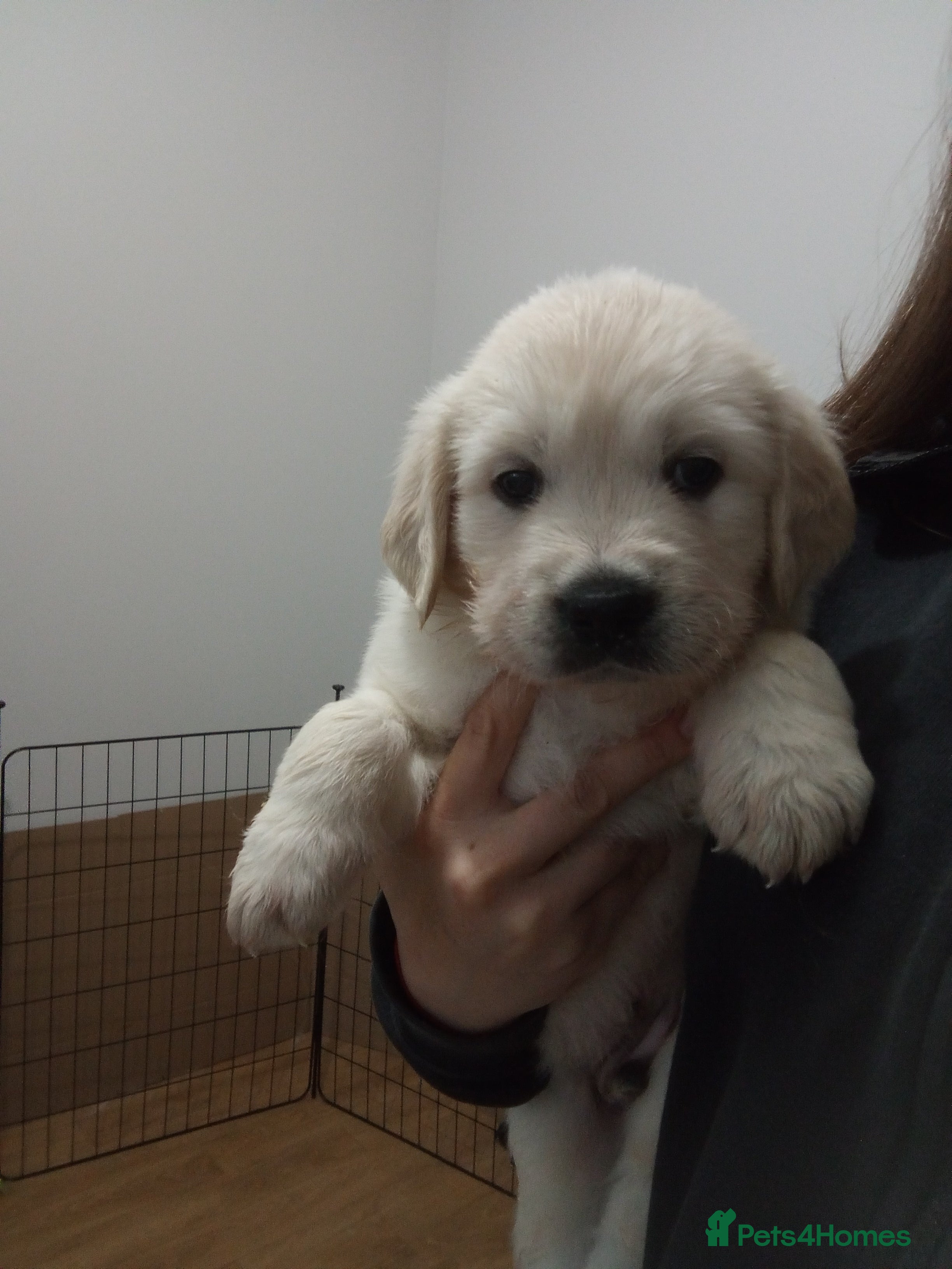 Golden Retriever dogs KC Registered Showline Golden Retriever Puppies - Advert 15