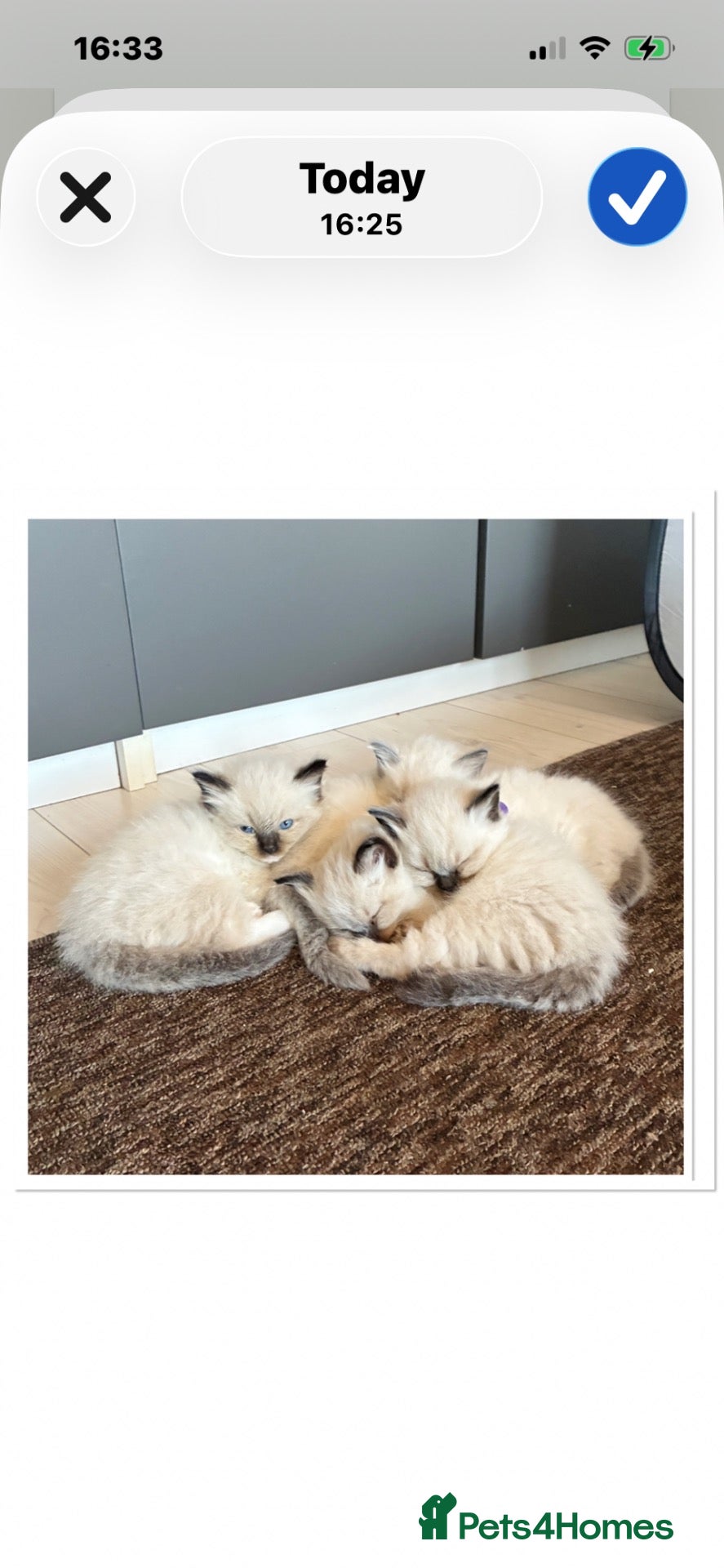 Ragdoll cats 6 cute pure breed Ragdoll kittens 2 boys 4 girls  - Advert 1