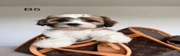 Cava Tzu dogs for sale: Gorgeous Cavatzus – Cavalier × Shih Tzu Puppies - Advert 23