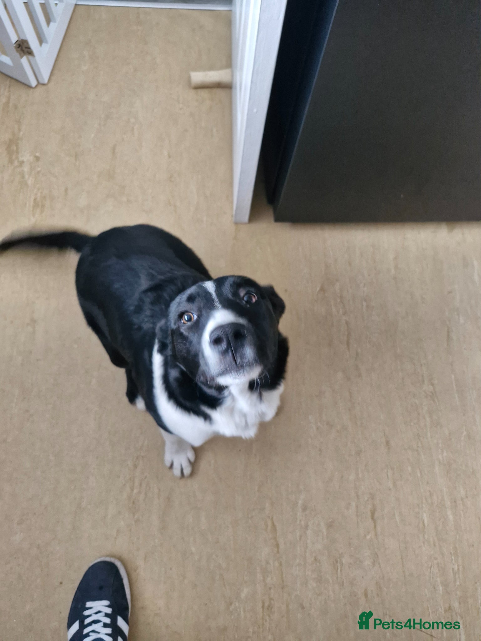 Border Collie dogs Border Collie, 6 month old, - Advert 1