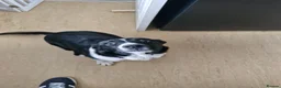 Border Collie dogs for sale: Border Collie, 6 month old, in Wigan - Advert 1
