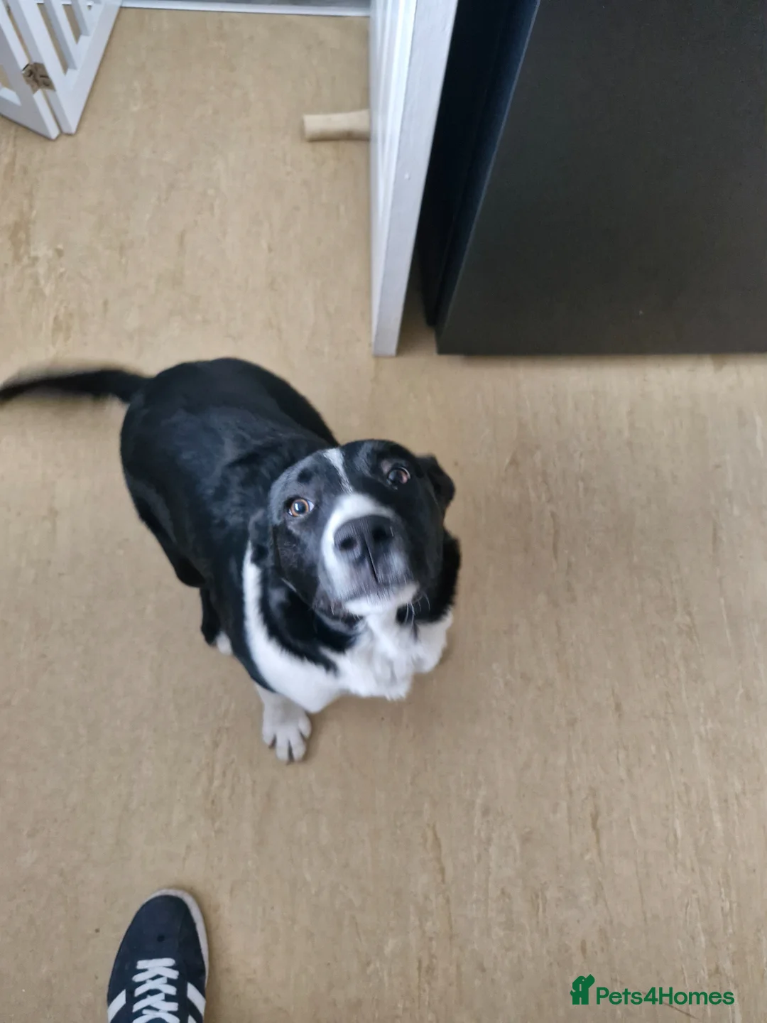 Border Collie dogs for sale: Border Collie, 6 month old, in Wigan - Advert 1