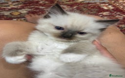 Ragdoll cats for sale: Fluffy pure Ragdoll boys looking for 5 star home  - Image 2